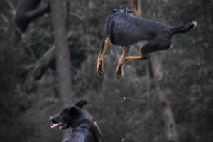 Action shots
