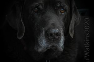 Senior dogs