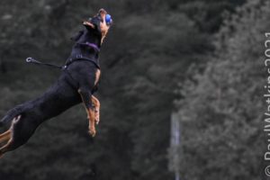 Action shots