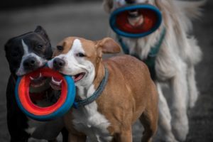More Dogs
