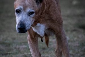 Senior dogs
