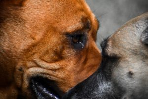 More Dogs