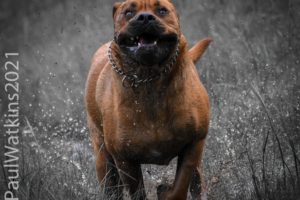 More Dogs