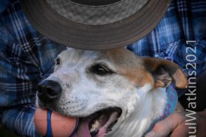 Dogs and their people