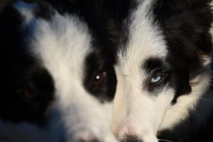 More Dogs