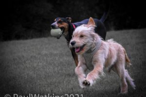 Action shots