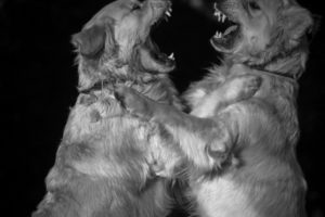 More Dogs