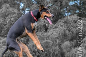 Action shots
