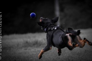 Action shots
