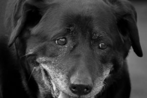Senior dogs