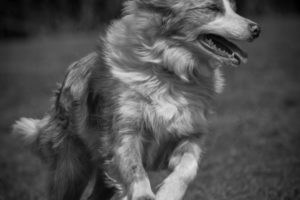 Action shots