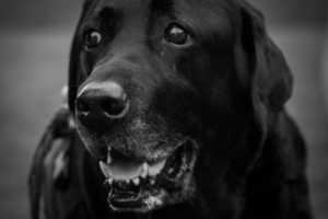 Senior dogs