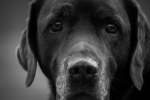 Senior dogs