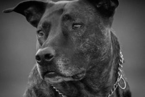 Senior dogs