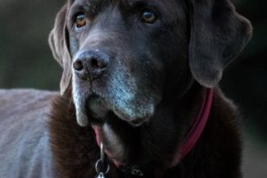 Senior dogs
